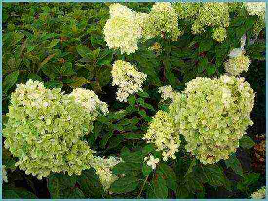 hydrangea garden planting and outdoor care species