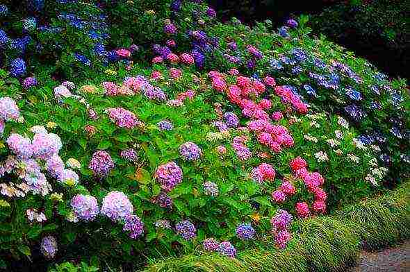 hydrangea garden planting and outdoor care species