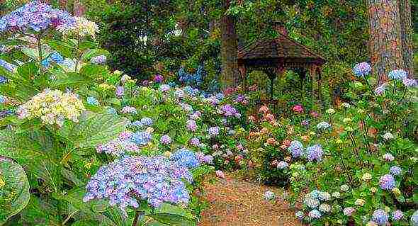 hydrangea garden planting and outdoor care species