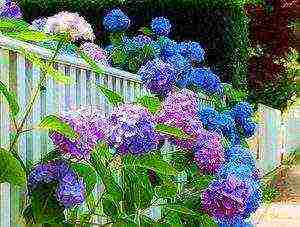 hydrangea garden planting and outdoor care species