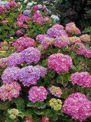 hydrangea garden planting and outdoor care species