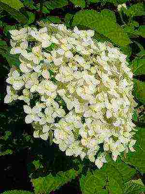 hydrangea harding pagtatanim at panlabas na pangangalaga species