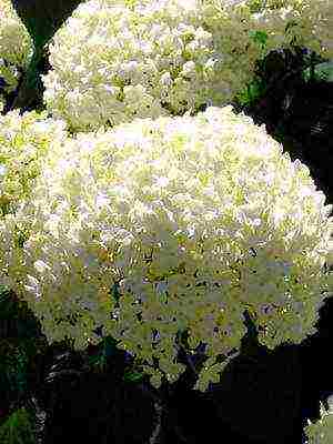 hydrangea harding pagtatanim at panlabas na pangangalaga species