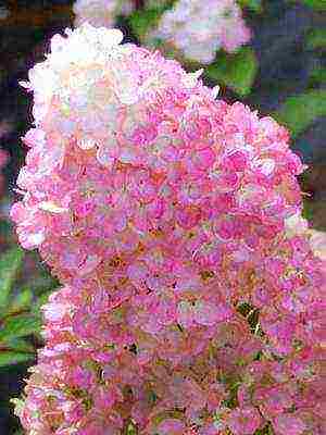 hydrangea garden planting and outdoor care species