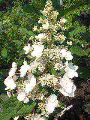 hydrangea harding pagtatanim at panlabas na pangangalaga species