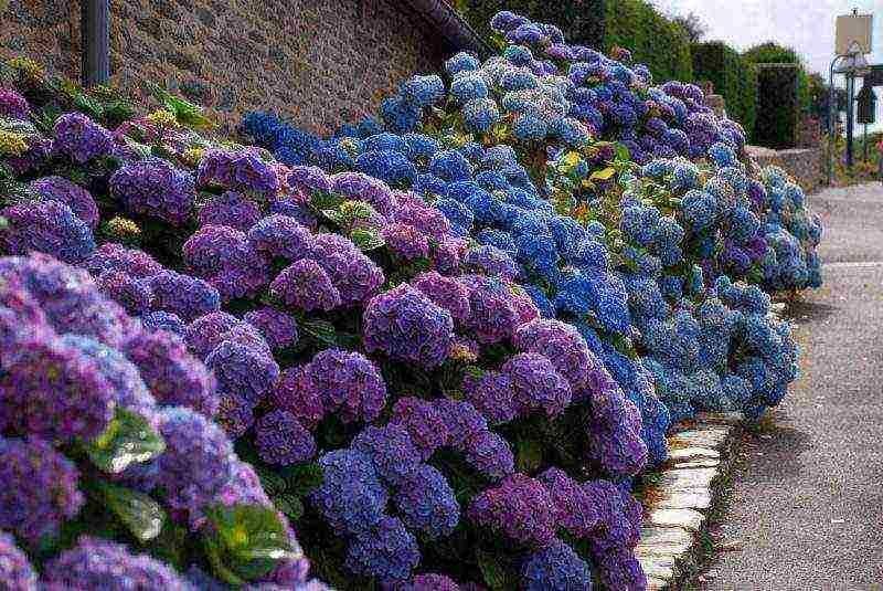 hydrangea harding pagtatanim at panlabas na pangangalaga species