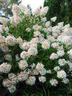 hydrangea harding pagtatanim at panlabas na pangangalaga species