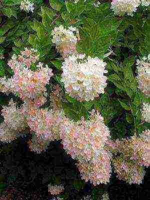 hydrangea harding pagtatanim at panlabas na pangangalaga species