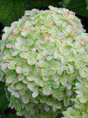 hydrangea harding pagtatanim at panlabas na pangangalaga species