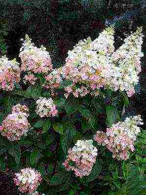 hydrangea garden planting and outdoor care species