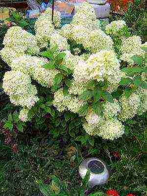 hydrangea harding pagtatanim at panlabas na pangangalaga species