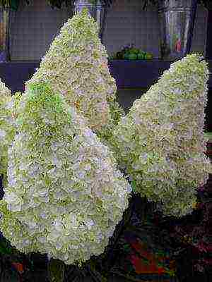 hydrangea harding pagtatanim at panlabas na pangangalaga species