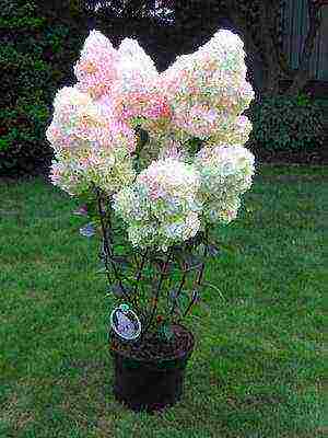 hydrangea garden planting and outdoor care species