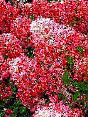 hydrangea harding pagtatanim at panlabas na pangangalaga species