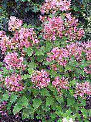 hydrangea harding pagtatanim at panlabas na pangangalaga species