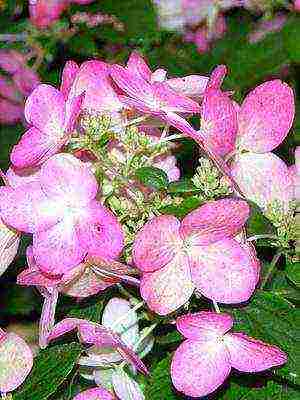 hydrangea harding pagtatanim at panlabas na pangangalaga species