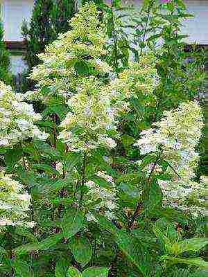 hydrangea harding pagtatanim at panlabas na pangangalaga species