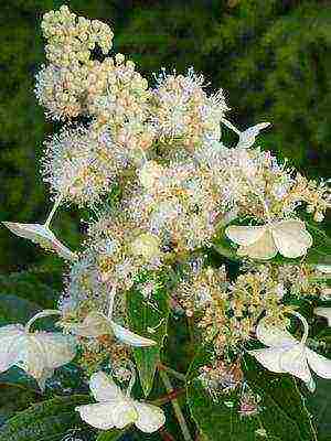 hydrangea harding pagtatanim at panlabas na pangangalaga species