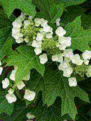 hydrangea harding pagtatanim at panlabas na pangangalaga species