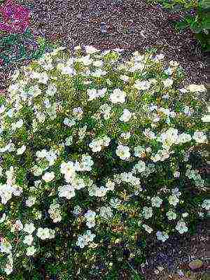 hydrangea harding pagtatanim at panlabas na pangangalaga species