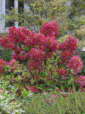 hydrangea harding pagtatanim at panlabas na pangangalaga species