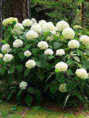 hydrangea harding pagtatanim at panlabas na pangangalaga species