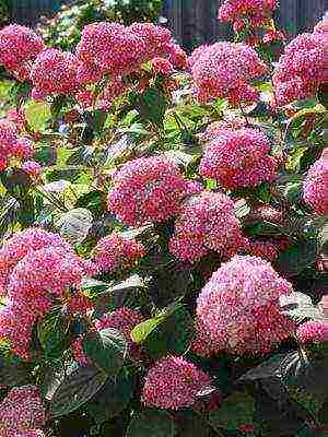 hydrangea harding pagtatanim at panlabas na pangangalaga species