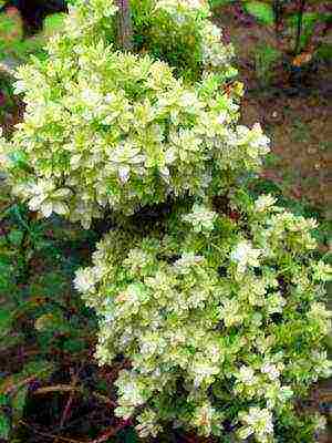 hydrangea harding pagtatanim at panlabas na pangangalaga species