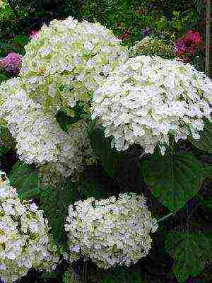 hydrangea harding pagtatanim at panlabas na pangangalaga species