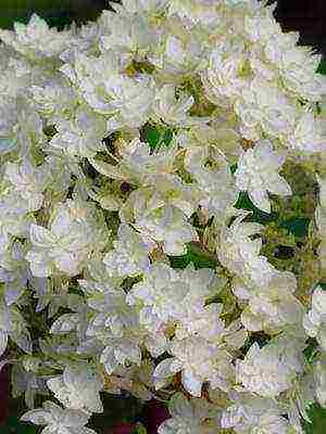 hydrangea harding pagtatanim at panlabas na pangangalaga species