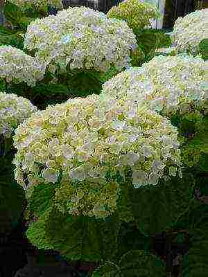 hydrangea harding pagtatanim at panlabas na pangangalaga species