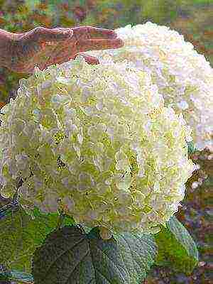 hydrangea garden planting and outdoor care species