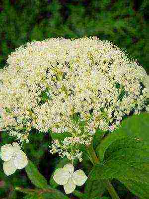 hydrangea harding pagtatanim at panlabas na pangangalaga species