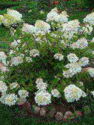 hydrangea harding pagtatanim at panlabas na pangangalaga species