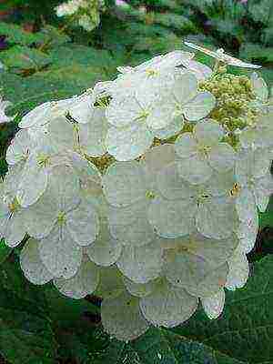 hydrangea harding pagtatanim at panlabas na pangangalaga species