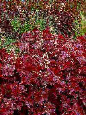 hydrangea harding pagtatanim at panlabas na pangangalaga species