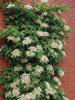 hydrangea harding pagtatanim at panlabas na pangangalaga species