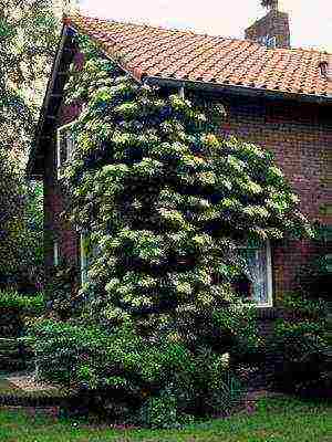 hydrangea garden planting and outdoor care species