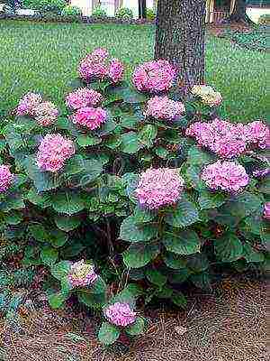 hydrangea harding pagtatanim at panlabas na pangangalaga species