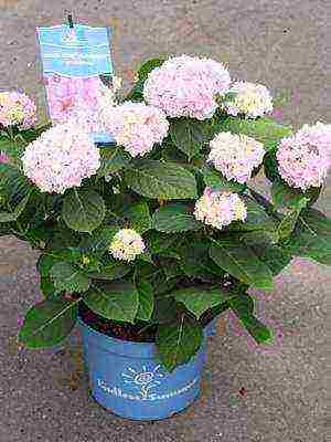 hydrangea garden planting and outdoor care species