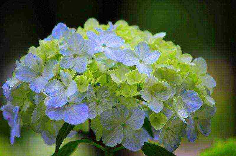 hydrangea garden planting by seeds and care in the open field