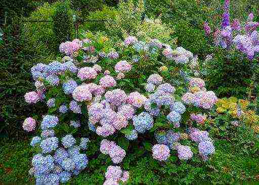 hydrangea garden planting seeds and care in the open field