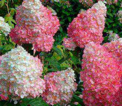 hydrangea garden planting seeds and care in the open field