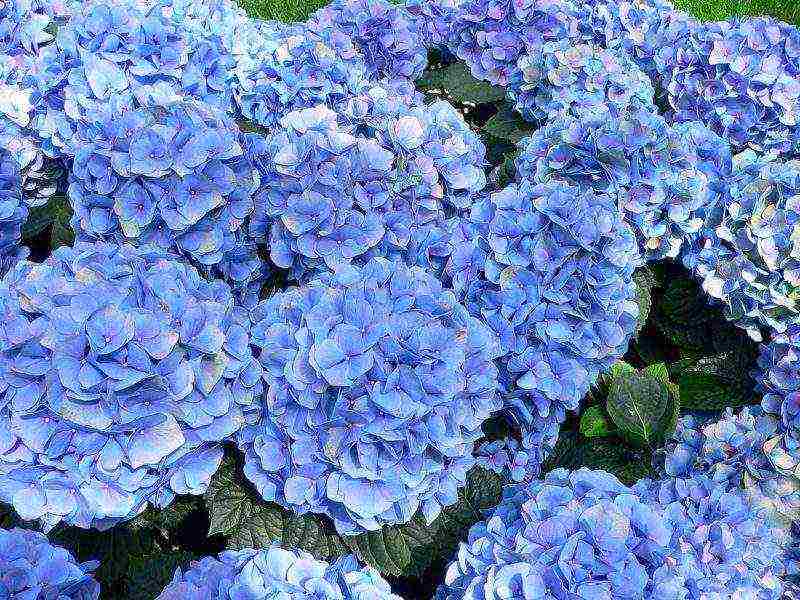 hydrangea hardin na pagtatanim ng mga binhi at pangangalaga sa bukas na bukid