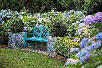 hydrangea garden planting seeds and care in the open field