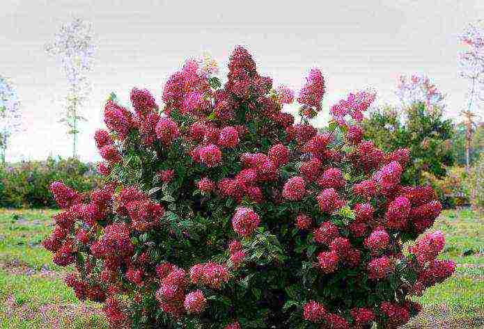 ang hardin hydrangea ay nangangarap ng pulang pagtatanim at pangangalaga sa bukas na bukid