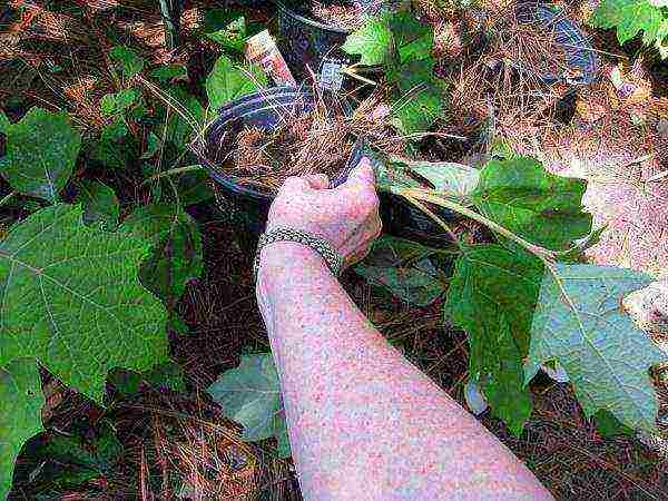 garden hydrangea wims red planting and care in the open field