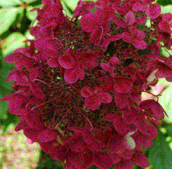 garden hydrangea wims red planting and care in the open field