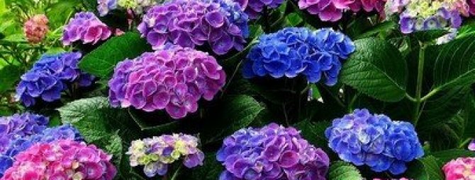 ang hardin hydrangea ay nangangarap ng pulang pagtatanim at pangangalaga sa bukas na bukid