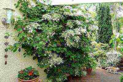 ang hardin hydrangea ay nangangarap ng pulang pagtatanim at pangangalaga sa bukas na bukid